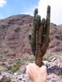 bolivia020 * 600 x 800 * (322KB)