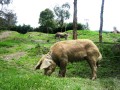 bolivia176 * 800 x 600 * (225KB)